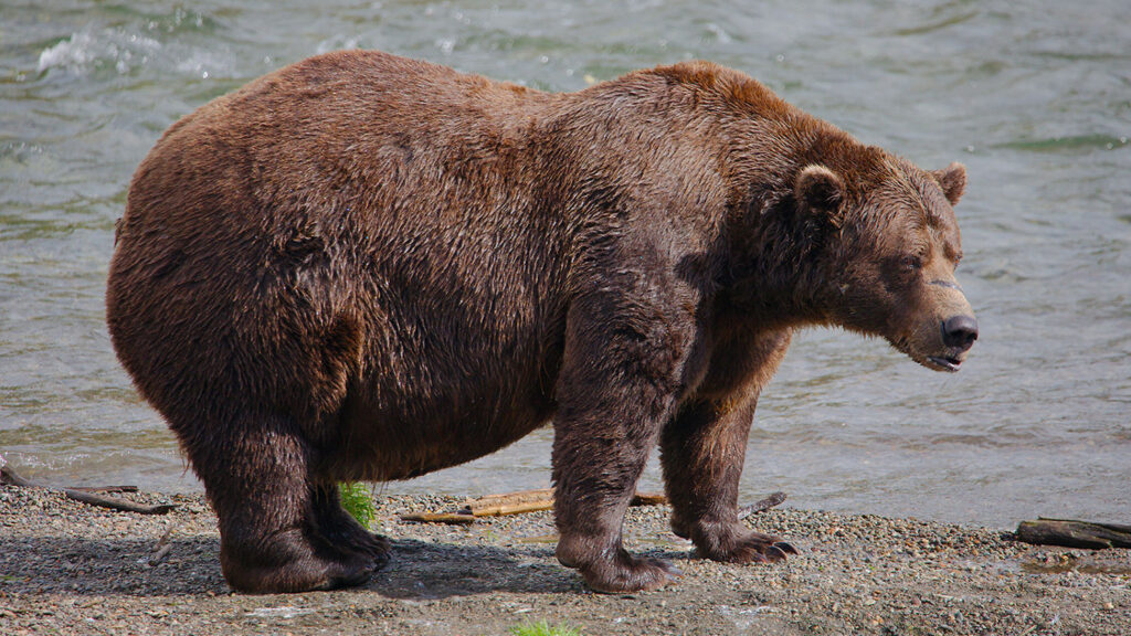 The bear called 32 Chunk stands on the shoreline of a river.