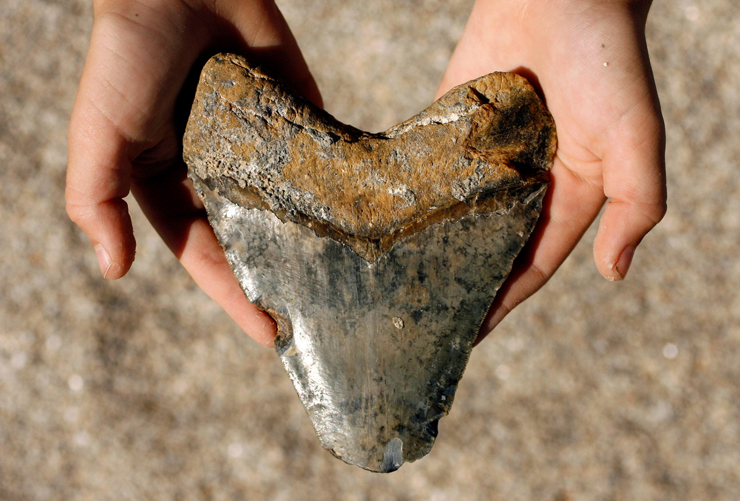A child’s hand holds a shark tooth that is almost as large as the hand.