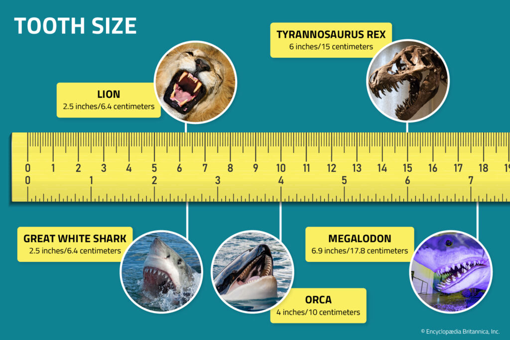 Photos of a lion, a great white shark, a T. rex, an orca, and a megalodon are arranged next to a ruler according to the length of each animal’s teeth.