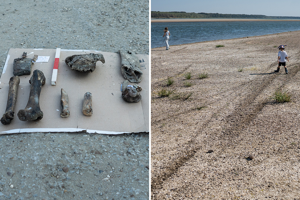 Mammoth jaw bones are laid out outdoors next to a label, and children explore a riverbank.