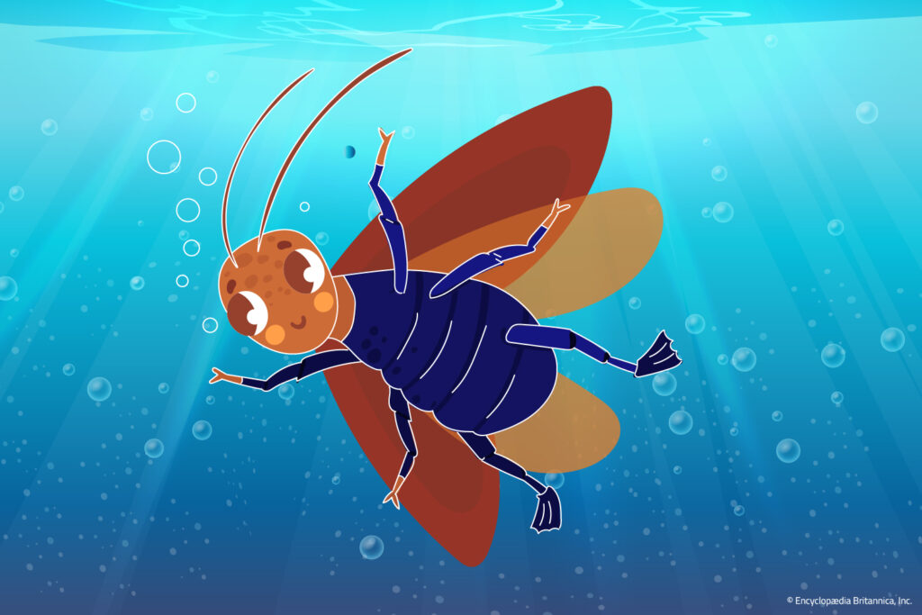 Illustration of a cockroach swimming underwater with its wings spread out.