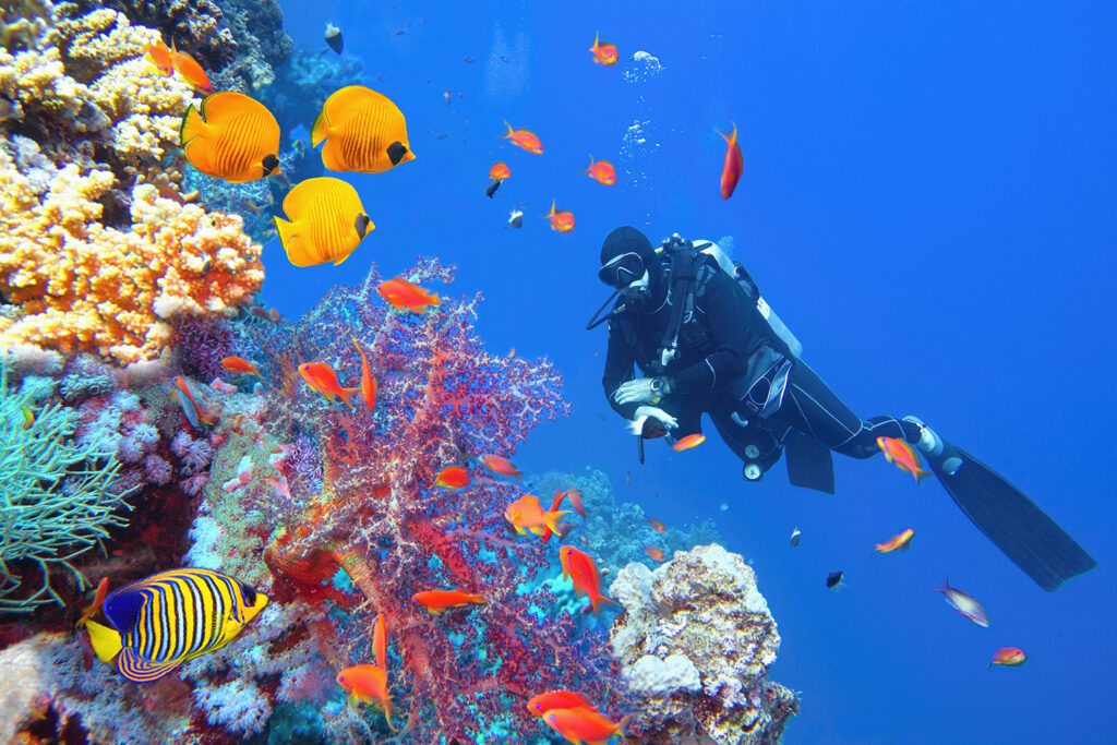 A diver in scuba gear examines a colorful reef and fish.