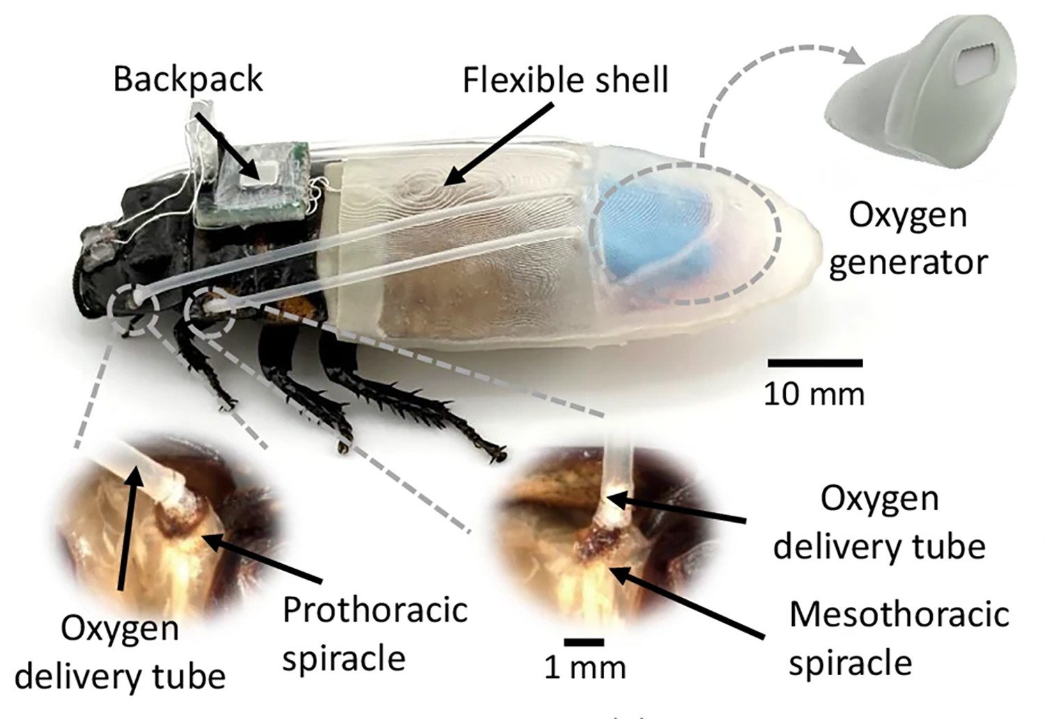 A cockroach wears the diving suit designed for rescues. Certain components are labeled, including a wearable shell and a tiny backpack.