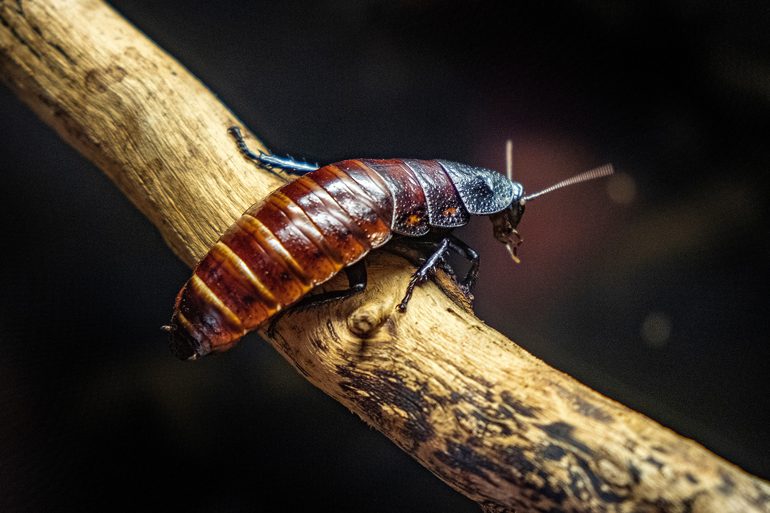 A Madagascar hissing cockroach sits on a branch.