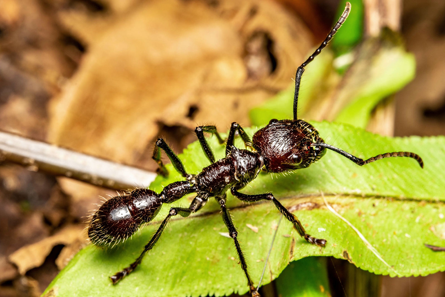 A bullet ant sits on a green leaf.