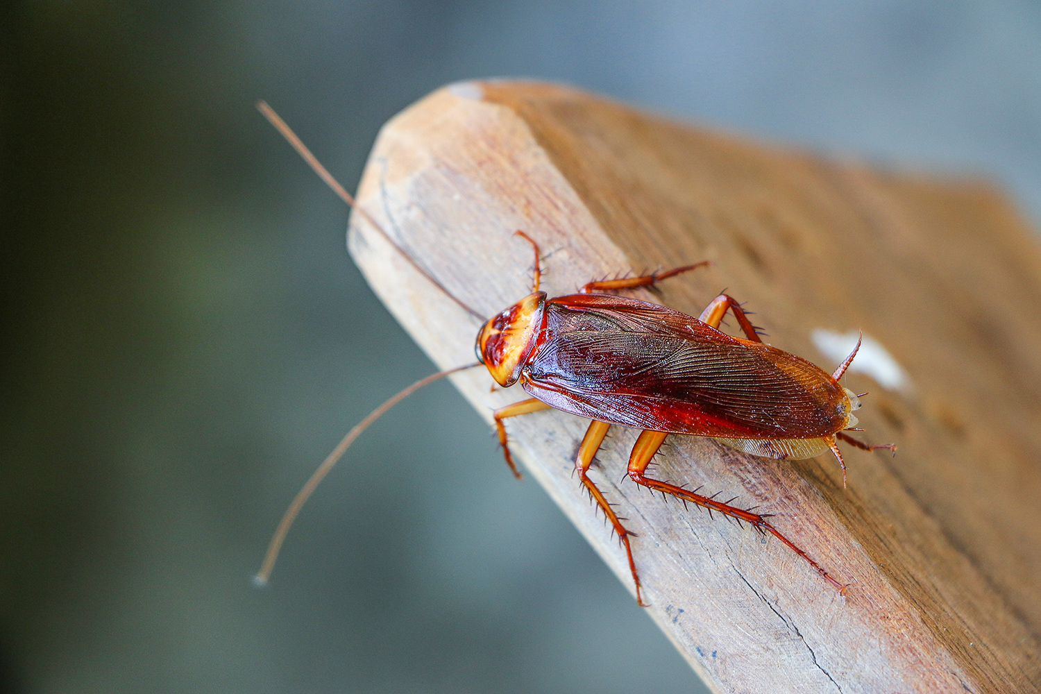 A brown cockroach sits on a piece of wood.