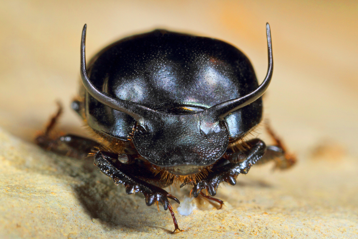Closeup of a black horned dung beetle facing the camera.