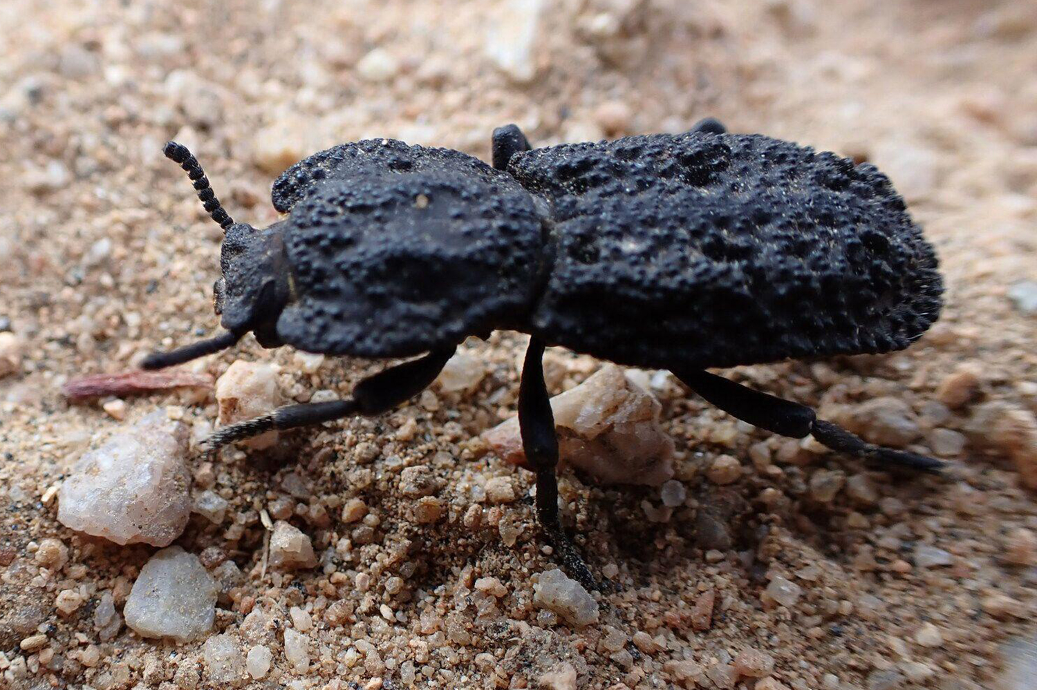 An ironclad beetle stands on the ground, which is covered in rocks and pebbles.