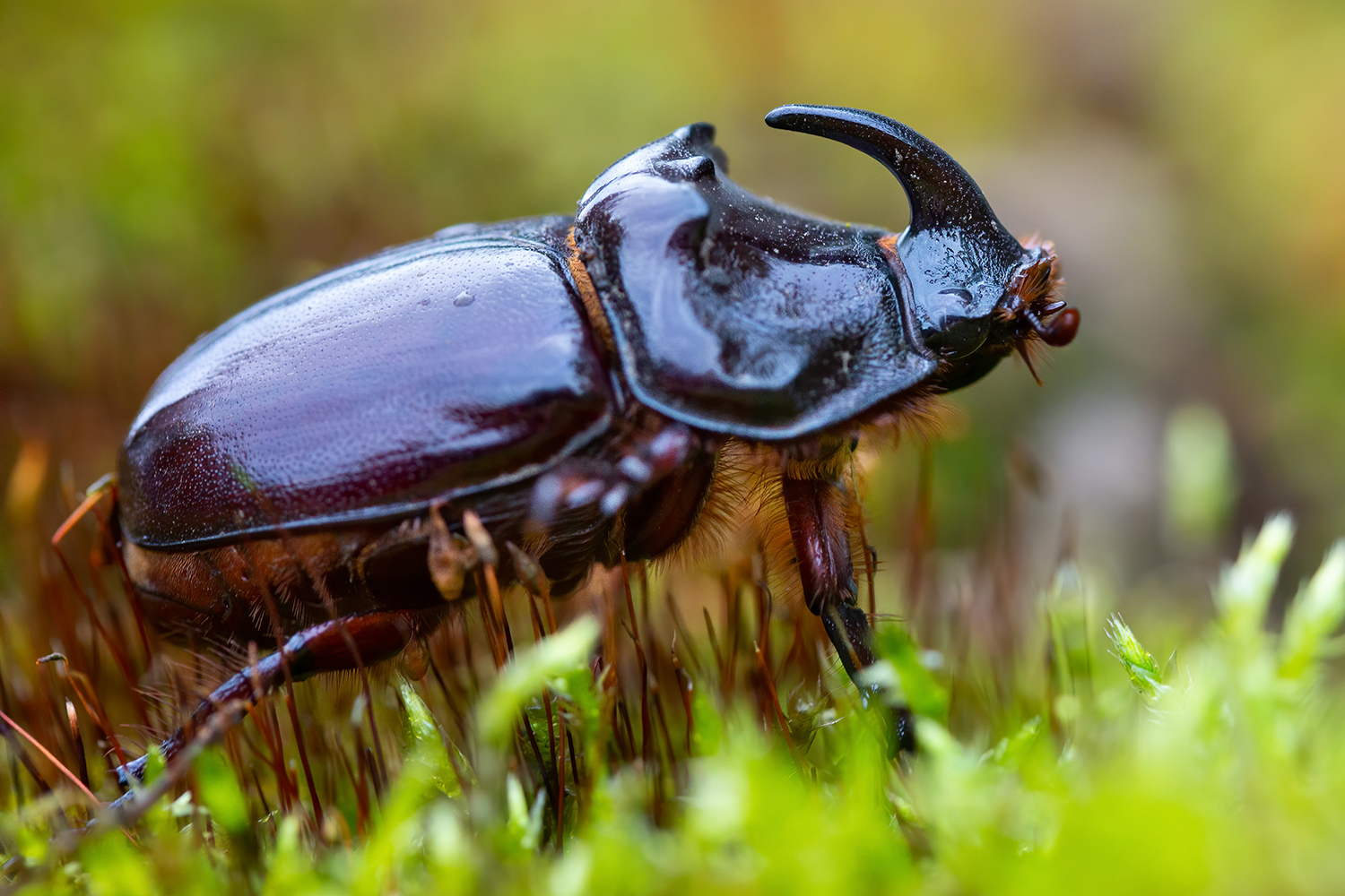 A brown beetle with a horn like a rhinoceros stands in vegetation.