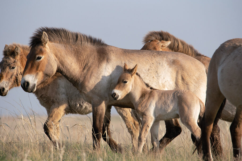 Five Przewalski’s horses stand in a field.
