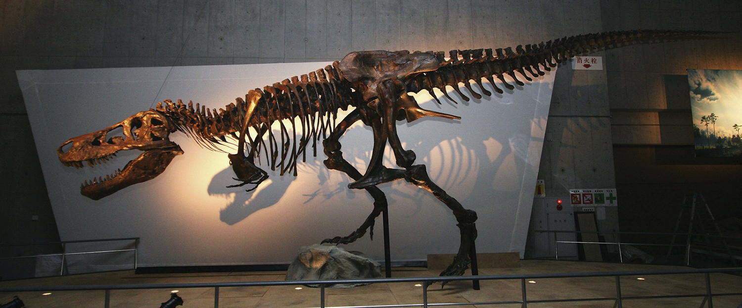 The full skeleton of a T. rex called Sue is on display in a museum.