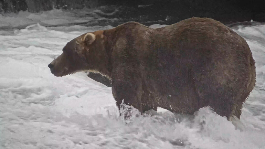 The brown bear called Backpack stands in rapidly moving water facing to the left of the camera.