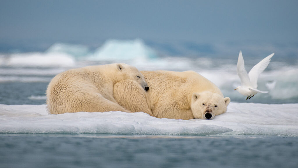 Two polar bears rest on sea ice as a bird lands next to them.