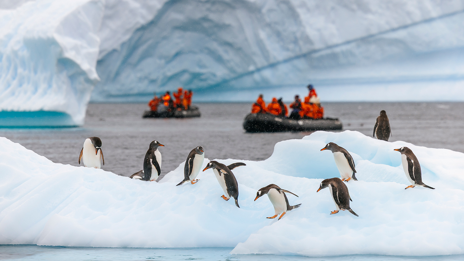 A group of penguins stand on a frozen surface and some jump into the water as people on two small boats observe.