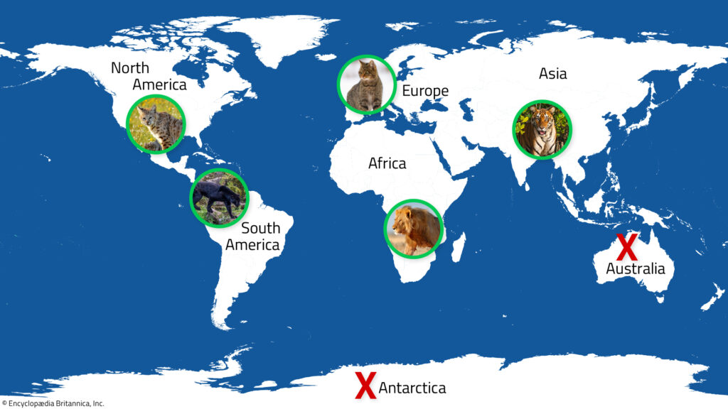 A world map in which five continents each has a photo of a wild cat that lives there with Xs on Australia and Antarctica to show there are no wild cats there.