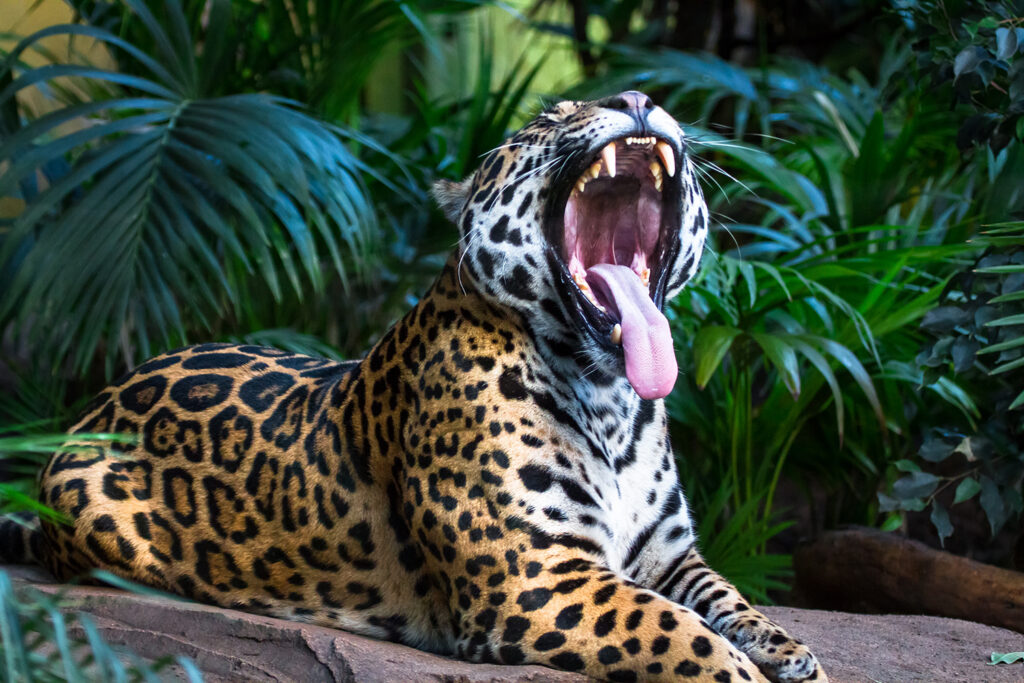 A jaguar yawns while lying on a rock in front of vegetation.