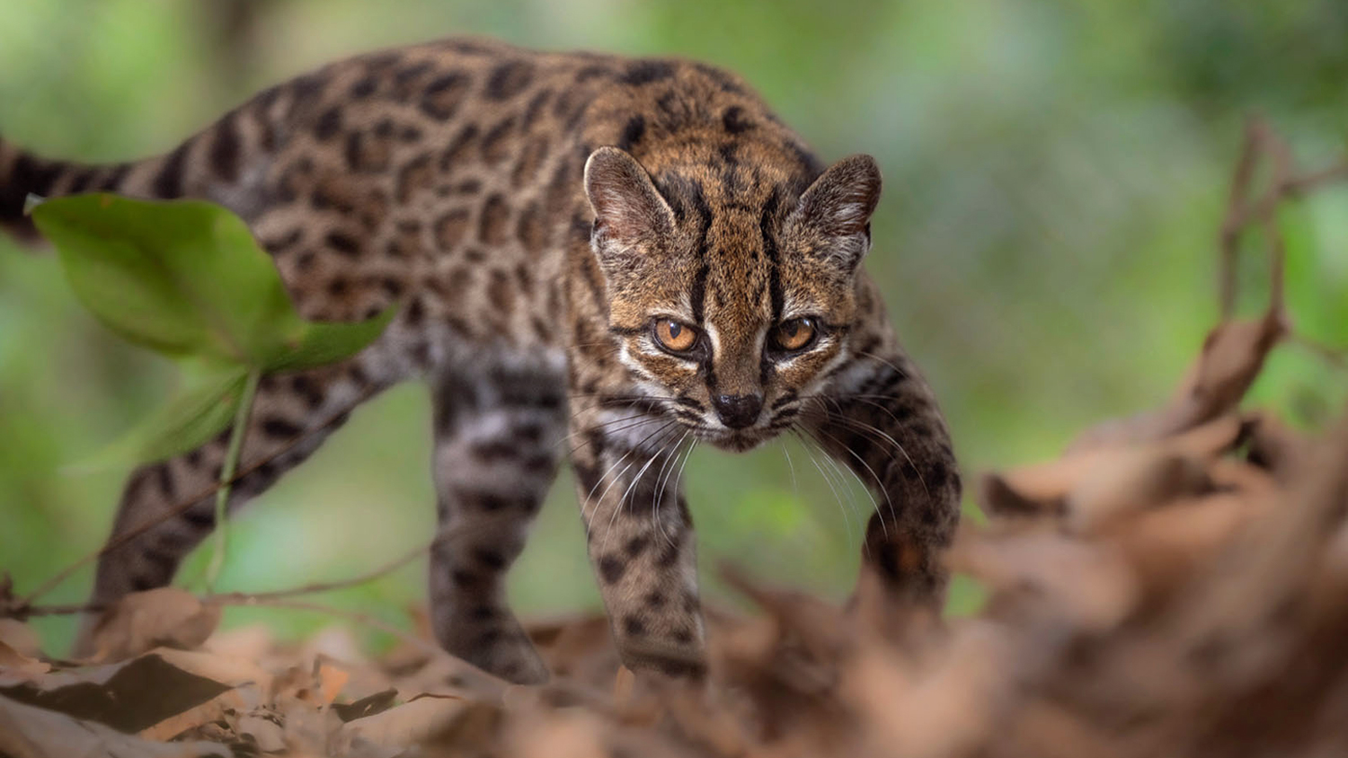 A tilcayo stands on a bed of brown leaves and looks at the camera.