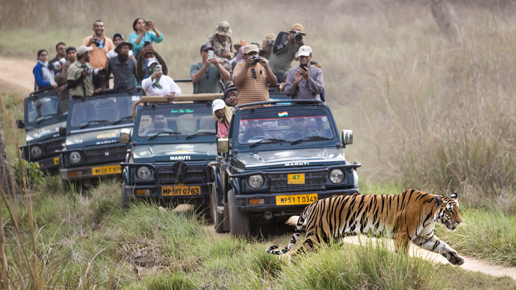 People traveling in four open Jeeps stand up and take photos of a tiger that is passing in front of the vehicles.