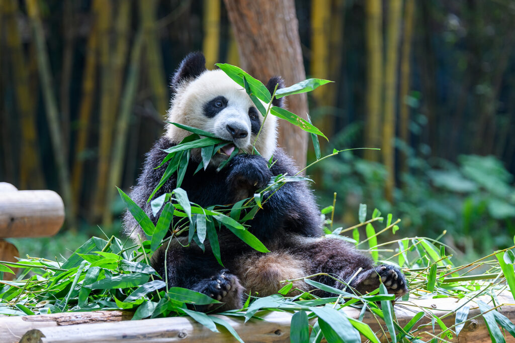 A giant panda eats bamboo.