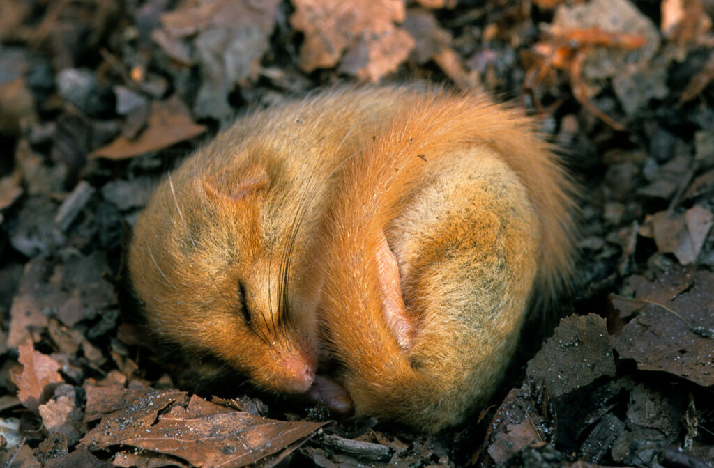A dormouse is sleeping in a curled up position on a bed of leaves.