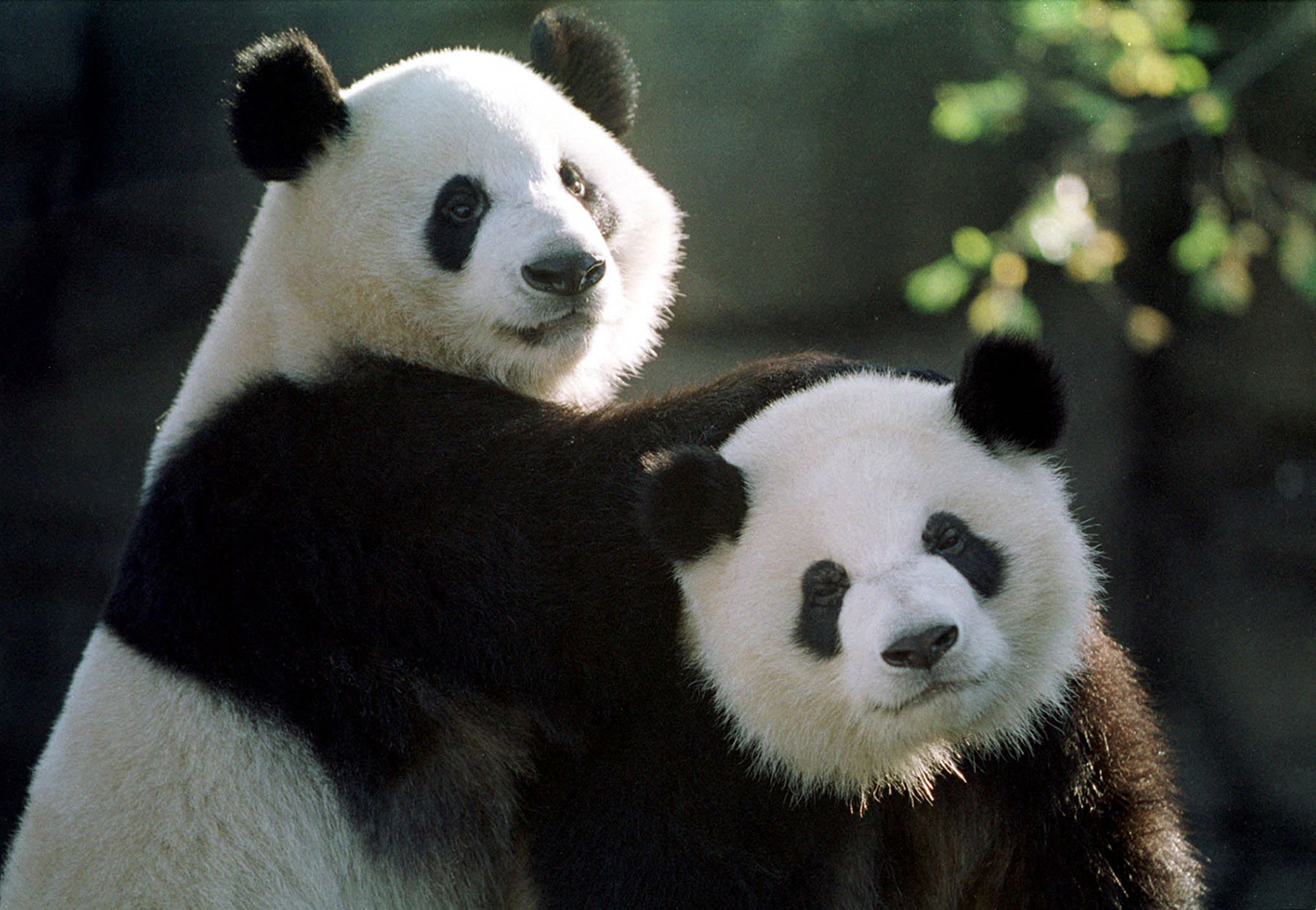 Two pandas are seen among vegetation.
