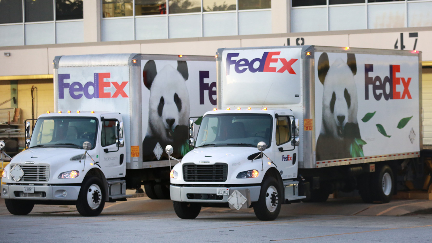 Two trucks, each with the FedEx logo and an image of a giant panda, are parked in front of a building.