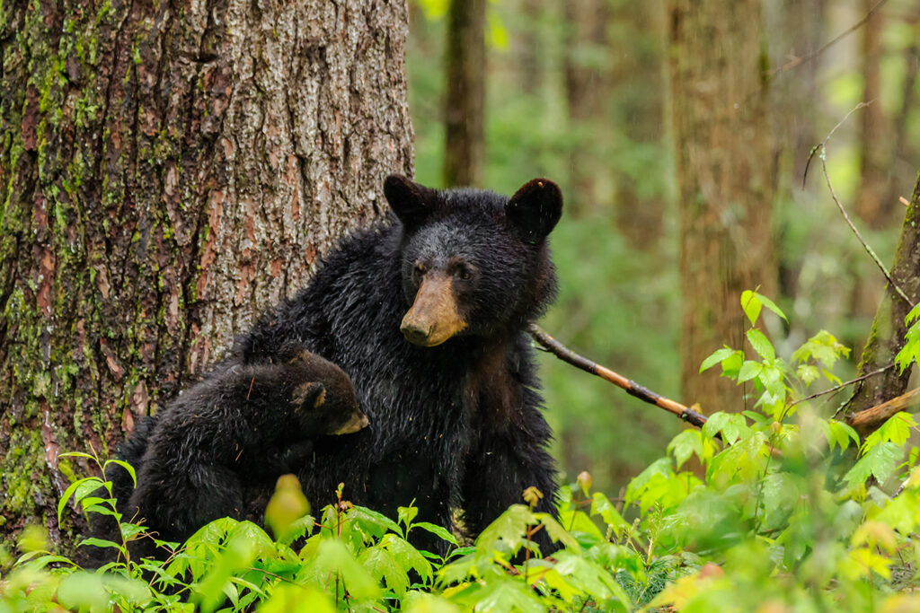 A black bear with a tan snout sits in a forest with her cub.