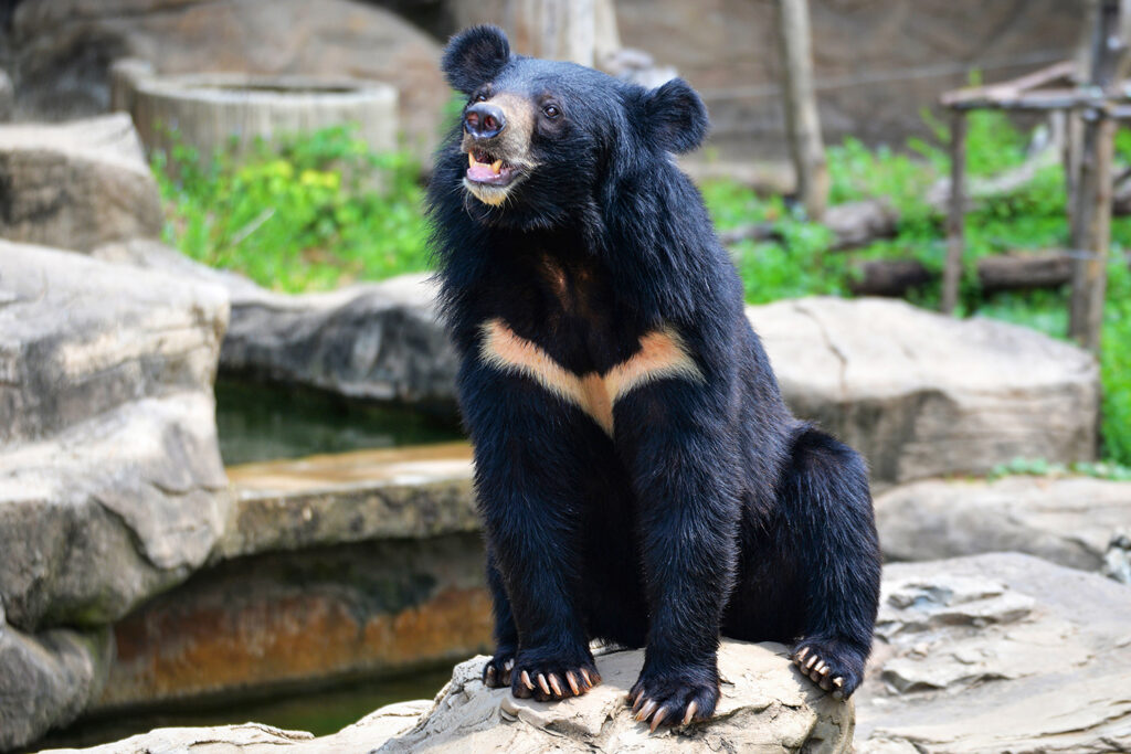 A black bear with a v-shaped tan mark across its chest sits on a rock.