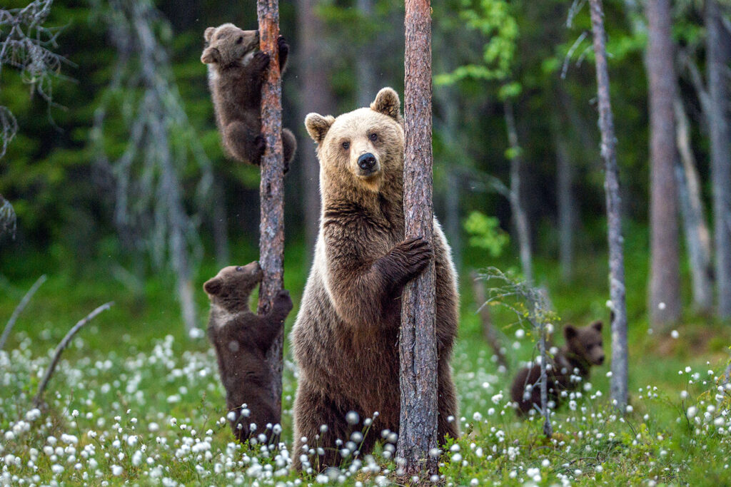 A brown bear stands against a tree as her three cubs climb or play on trees behind her.