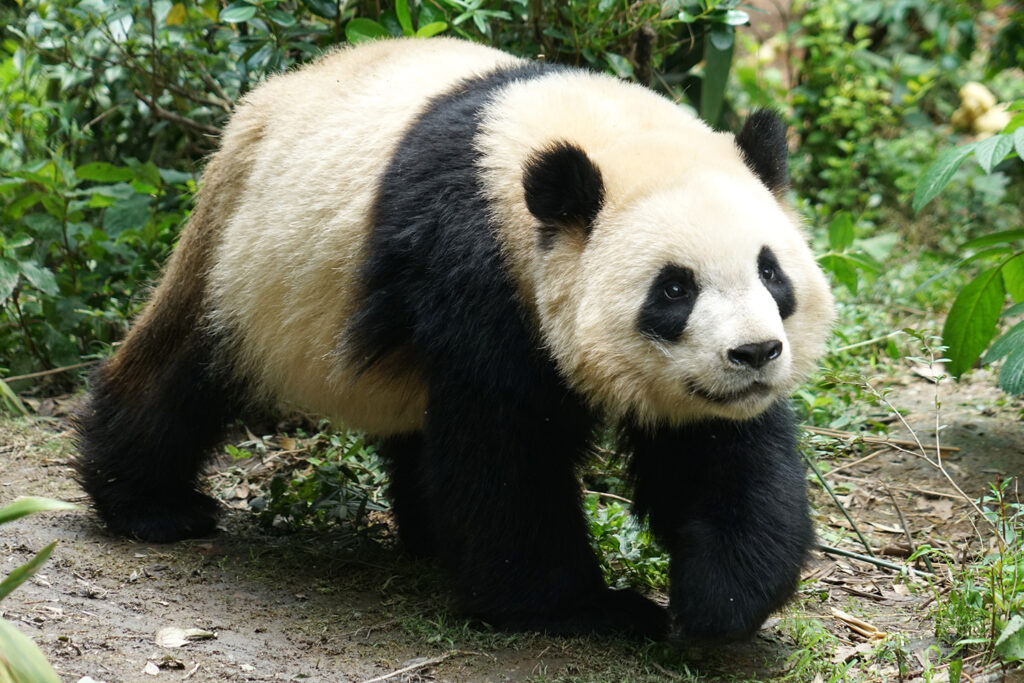 A black and white bear with black patches around its eyes stands among vegetation.