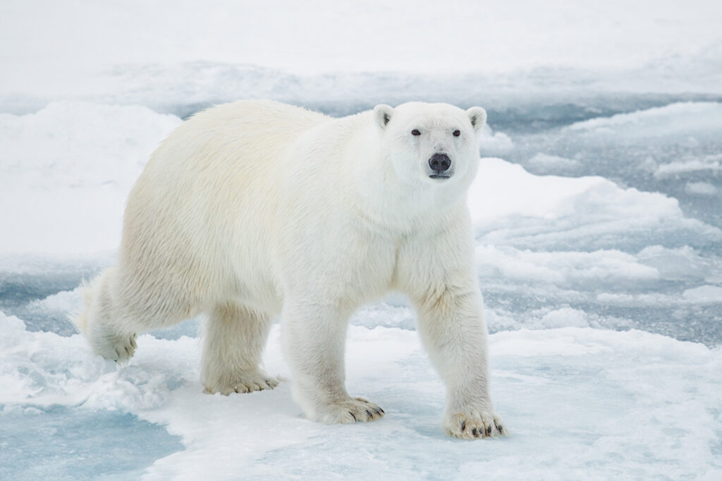 A white bear stands in an icy and snowy environment and looks at the camera.