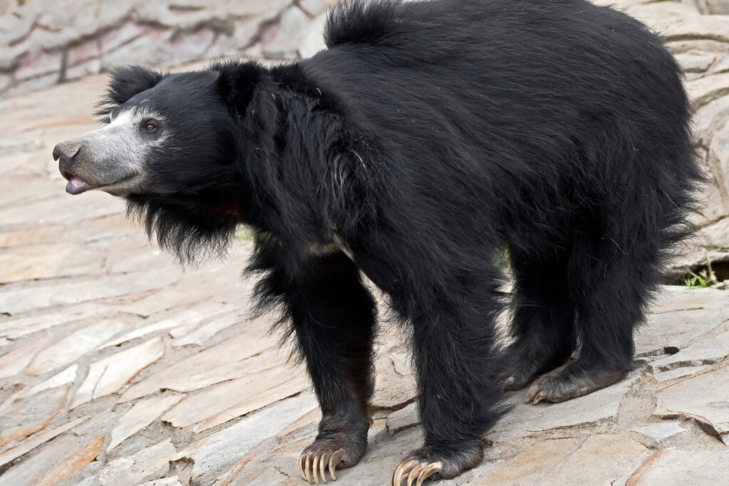 A bear with shaggy black fur and a white face stands in a rocky area.