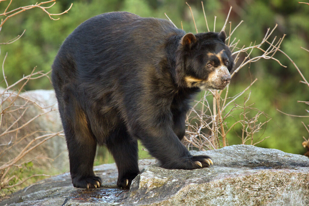 A dark bear with a y-shaped tan mark above its eyes stands on a rock.