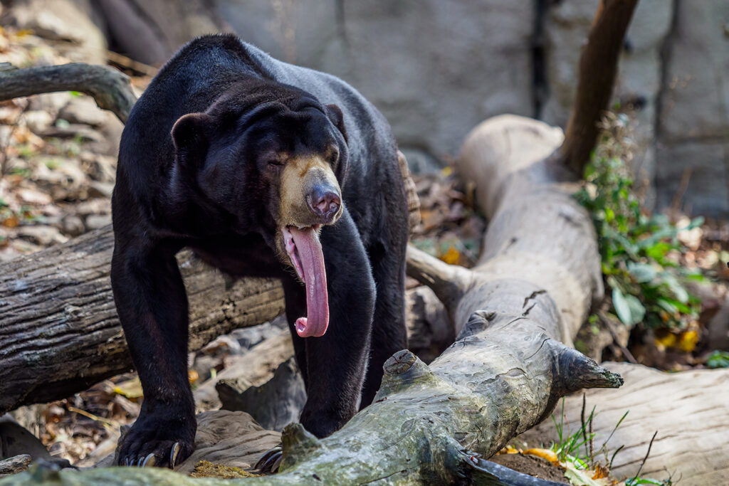 A black and tan bear stands among fallen logs with its very long tongue hanging out of its mouth.