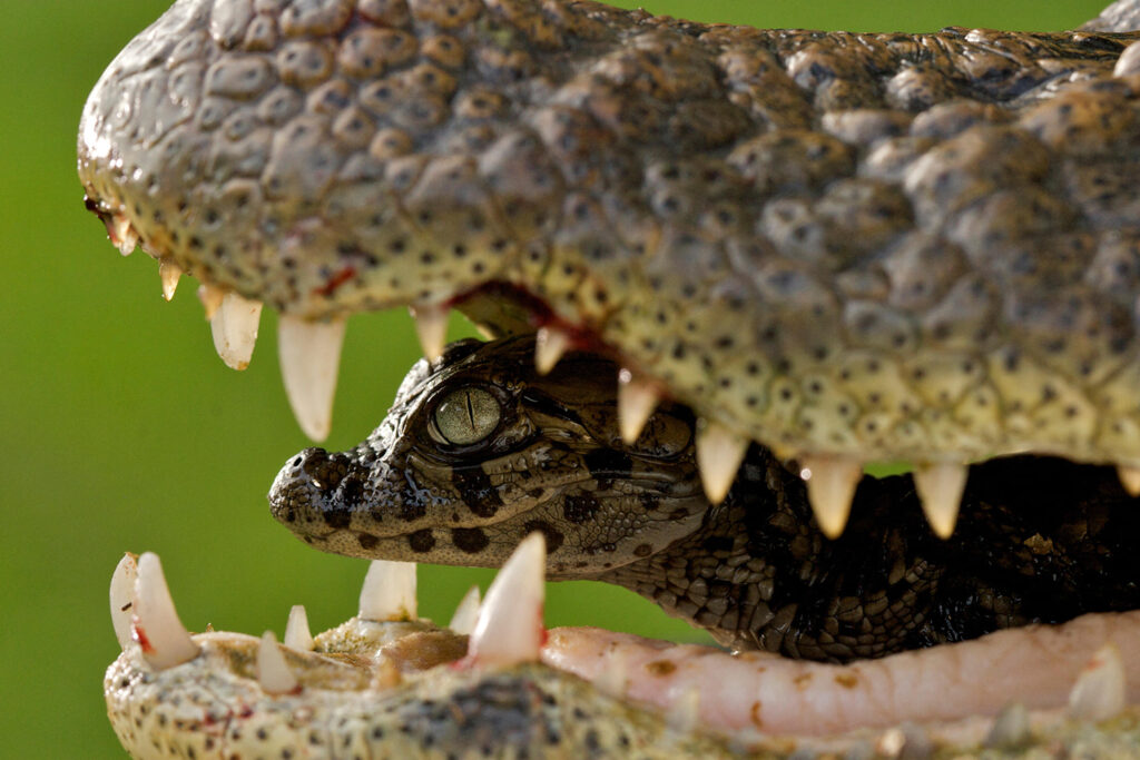 Closeup of a caiman hatchling inside the mouth of its mother.