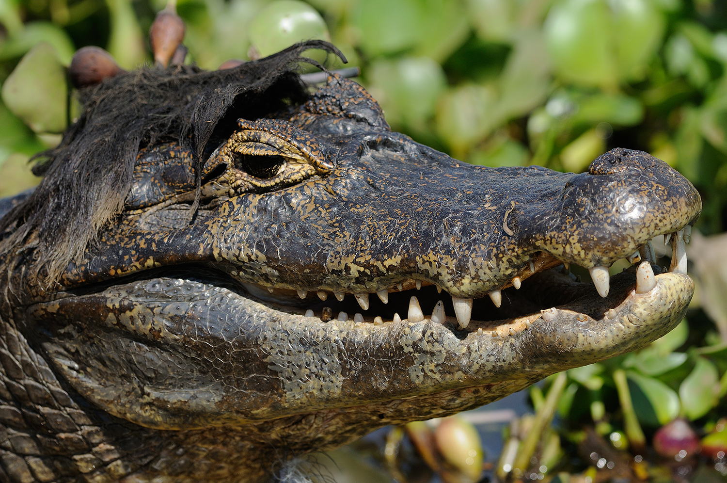 Vegetation on a caiman’s head makes it look like it is wearing a toupee.