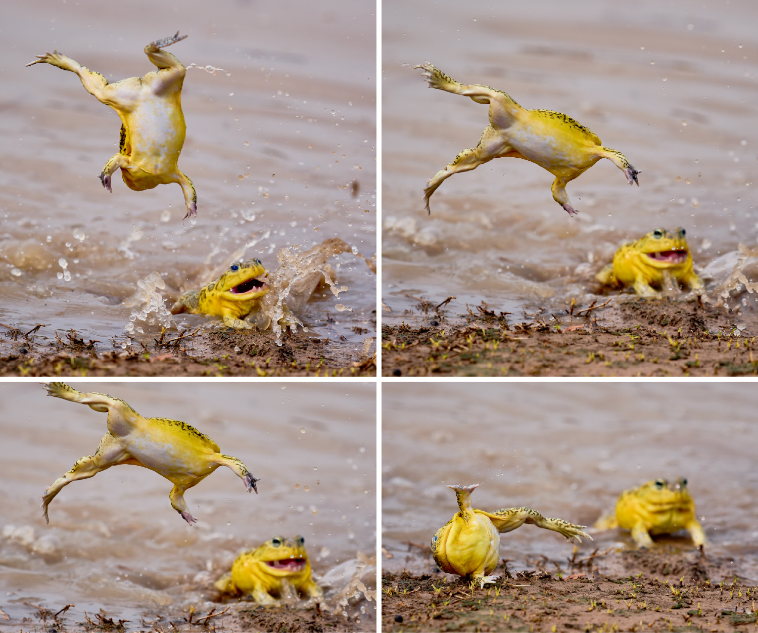 A series of four images show a frog in the process of flipping in the air as another frog watches in the background.