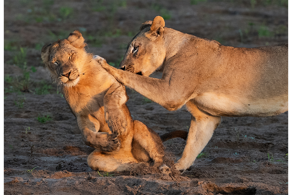 A lion uses a front paw to push a seated lion toward the ground.