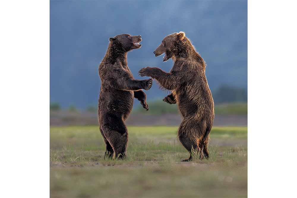 Two brown bears stand on their hind legs on grassy ground and paw at each other.