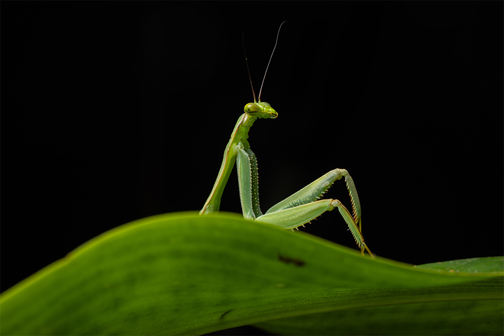 A mantis sits on a leaf with its front limbs behind it and looks at the camera.