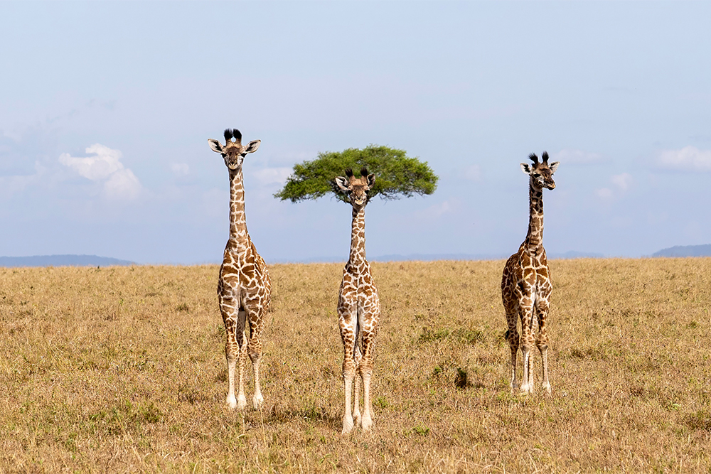 Three giraffes stand in the savanna facing the camera. The leaves of a tree rise above the head of the center giraffe.