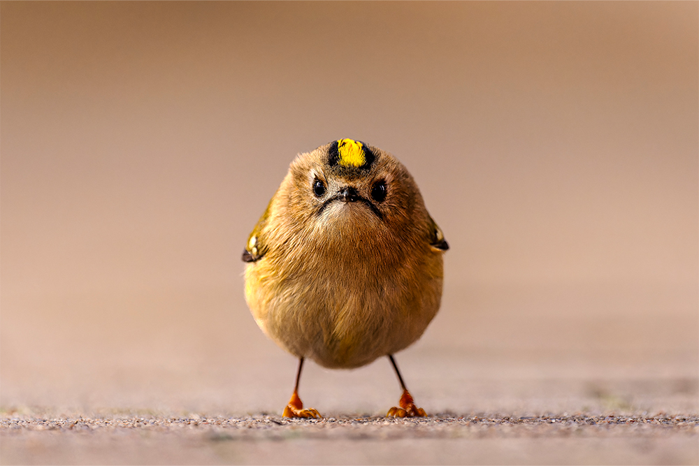 A golden bird stands on the ground and looks at the camera with an expression that appears to be angry.