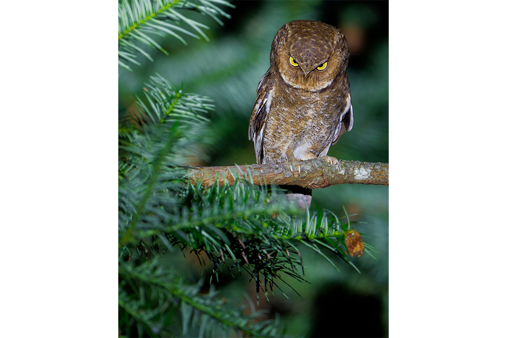 An owl is perched on a tree branch and looks at the camera with an expression that appears to be grumpy.
