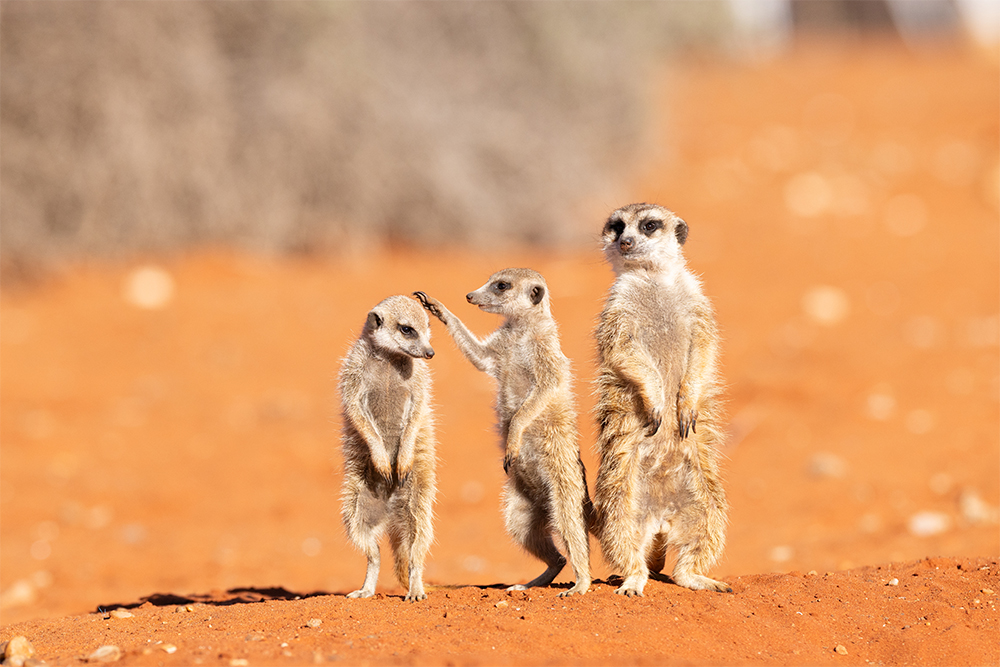 A meerkat has its front paw on the head of another meerkat as a third meerkat stands next to them.