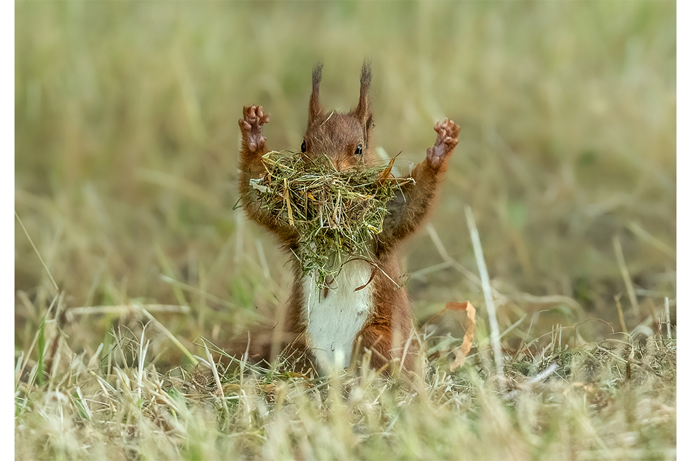A squirrel with a lot of grass in its mouth stands on its hind legs and holds up its front legs.
