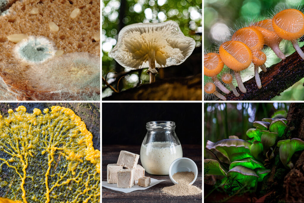 Six different types or species of fungi, including mushrooms and mold.