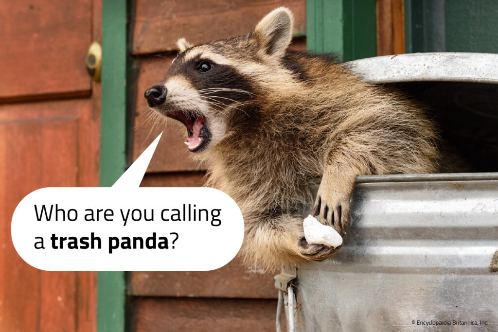 A raccoon is partly in a trash can and a speech bubble makes it look like it is saying Who are you calling a trash panda.