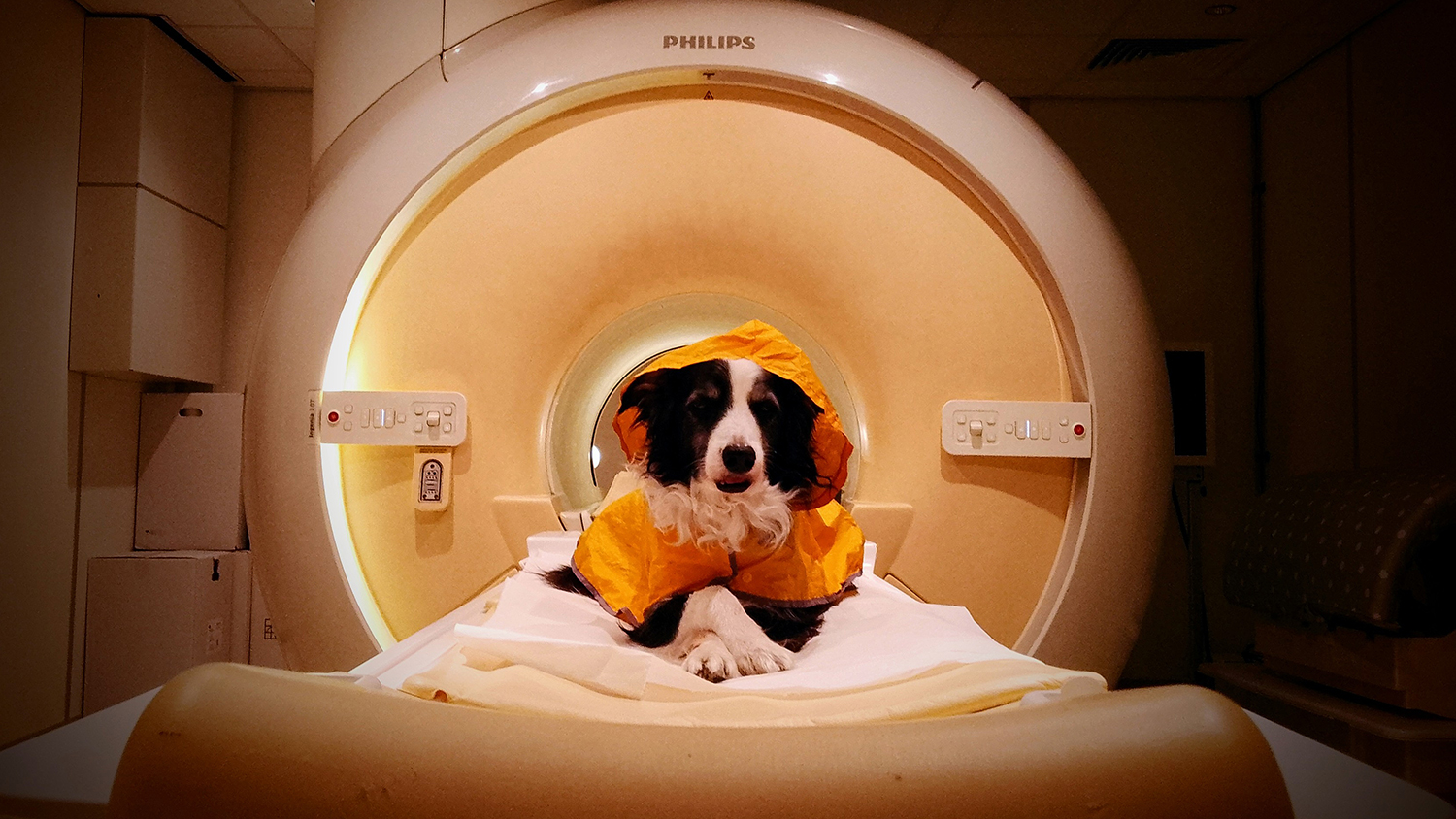 A border collie in an orange jacket lies on its belly in front of the opening of an MRI machine with its head up and looks at the camera.