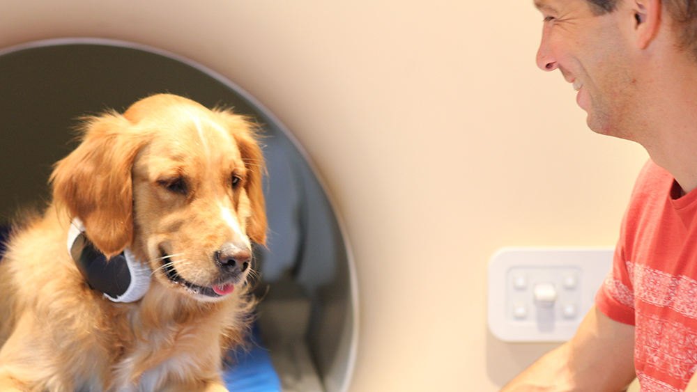 A man smiles at a golden retriever that is lying in front of an MRI machine and wearing a device around its neck.