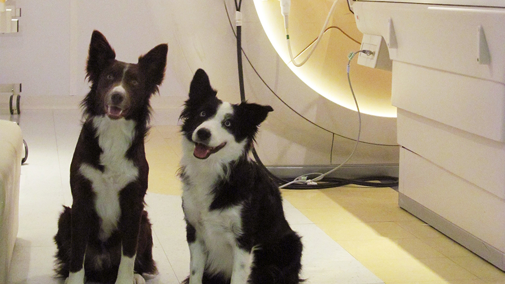 Two border collies pose in front of the machine that scanned their brains.